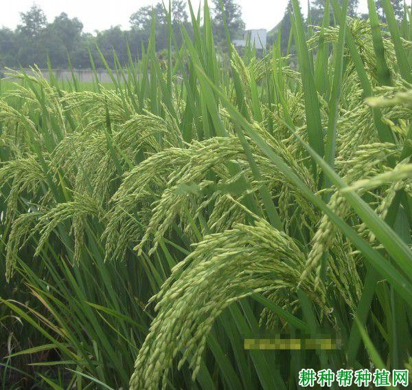 炳优900水稻品种好不好? 炳优900水稻品种好不好?