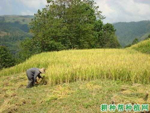 旱稻65水稻品种好不好? 旱稻65水稻品种好不好?
