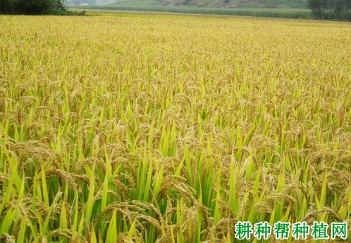 宜香305水稻品种好不好? 宜香305水稻品种好不好?