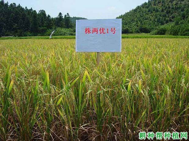 株两优1号水稻品种好不好? 株两优1号水稻品种好不好?