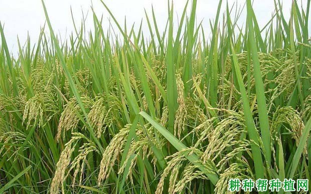 深优9588水稻品种好不好? 深优9588水稻品种好不好?