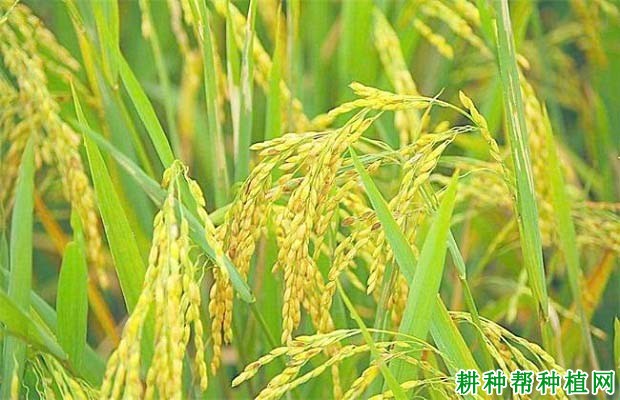 宜S晚2号水稻品种好不好? 宜S晚2号水稻品种好不好?