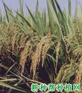 丰美占水稻品种好不好? 丰美占水稻品种好不好?