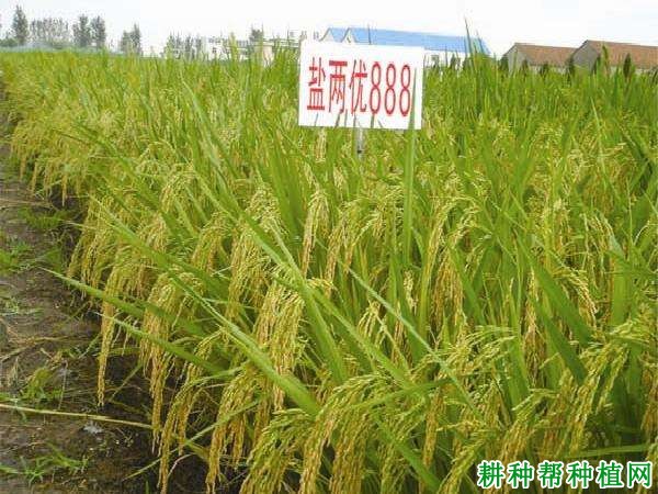盐两优888水稻品种好不好? 盐两优888水稻品种好不好?