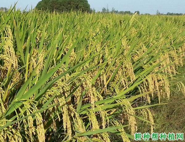 盐两优888水稻品种好不好? 盐两优888水稻品种好不好?