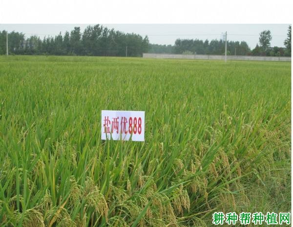 盐两优888水稻品种好不好? 盐两优888水稻品种好不好?