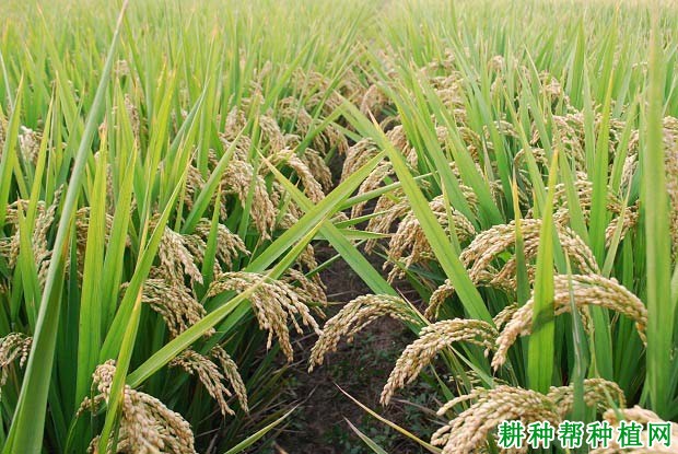 新农稻1号水稻品种好不好? 新农稻1号水稻品种好不好?