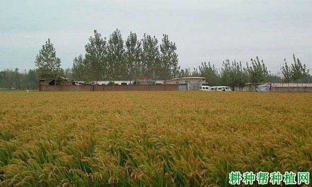 新农稻1号水稻品种好不好? 新农稻1号水稻品种好不好?