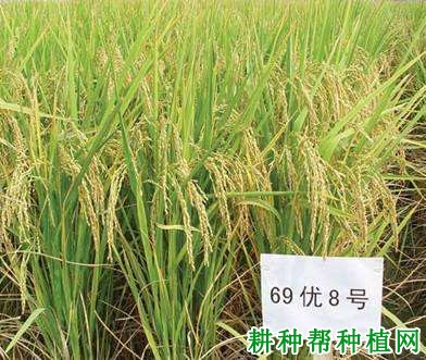 69优8号水稻品种好不好? 69优8号水稻品种好不好?