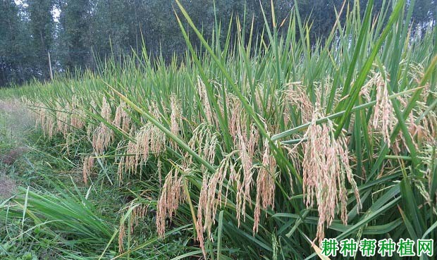 福优310水稻品种好不好? 福优310水稻品种好不好?