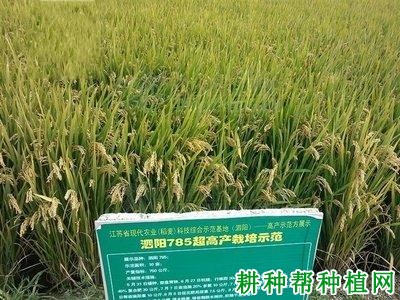 泗稻785水稻品种好不好? 泗稻785水稻品种好不好?