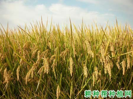 甬优5号水稻品种好不好? 甬优5号水稻品种好不好?