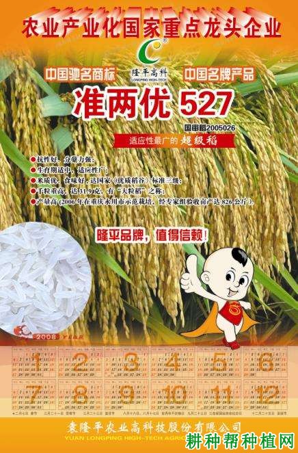 准两优527水稻品种好不好? 准两优527水稻品种好不好?