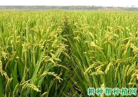 中花18号水稻品种好不好? 中花18号水稻品种好不好?