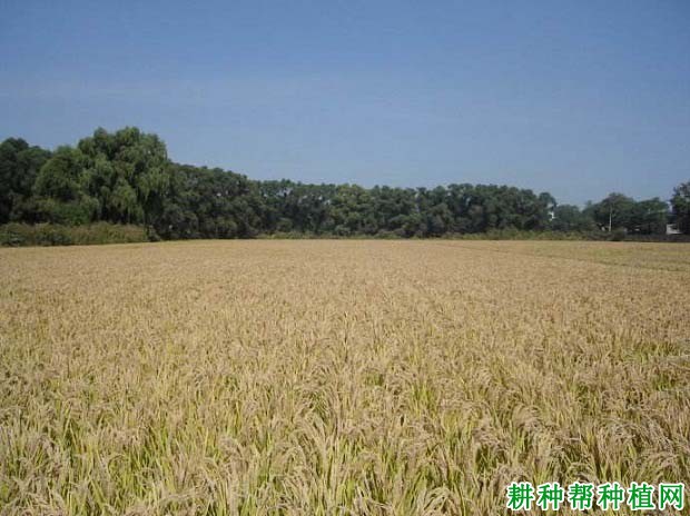 辽粳27水稻品种好不好? 辽粳27水稻品种好不好?