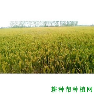 井冈旱稻1号水稻品种好不好? 井冈旱稻1号水稻品种好不好?
