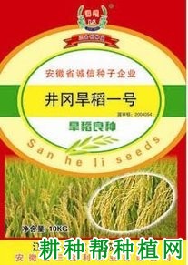 井冈旱稻1号水稻品种好不好? 井冈旱稻1号水稻品种好不好?