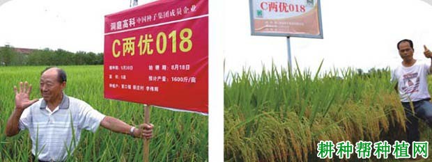 C两优018水稻品种好不好? C两优018水稻品种好不好?