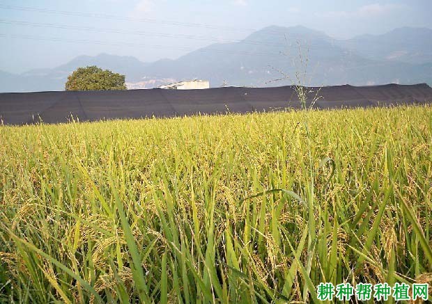 嘉育173水稻品种好不好? 嘉育173水稻品种好不好?