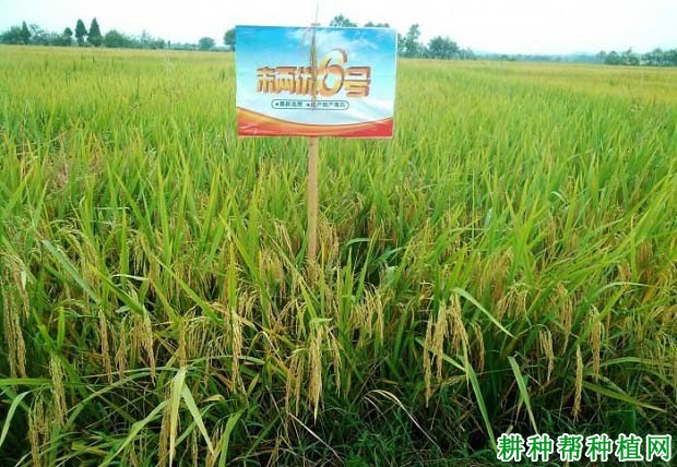 未两优6号水稻品种好不好? 未两优6号水稻品种好不好?
