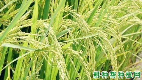 徐优631水稻品种好不好? 徐优631水稻品种好不好?