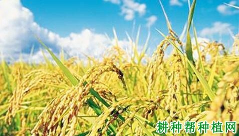 沈元一号水稻品种好不好? 沈元一号水稻品种好不好?