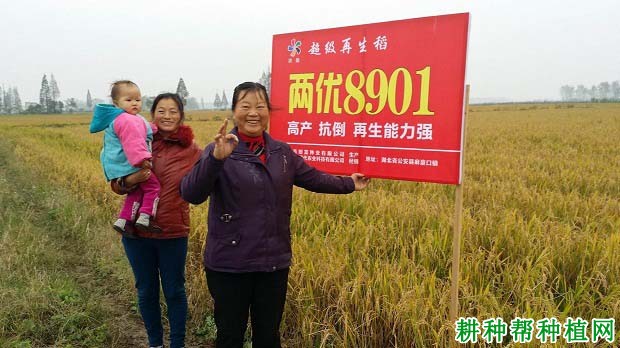 两优8901水稻品种好不好? 两优8901水稻品种好不好?