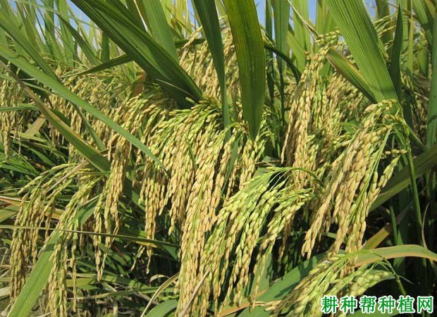 T优15水稻品种好不好? T优15水稻品种好不好?