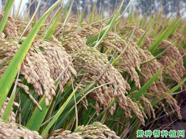 新丰2号水稻品种好不好? 新丰2号水稻品种好不好?