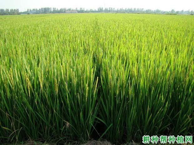 嘉优5号水稻品种好不好? 嘉优5号水稻品种好不好?