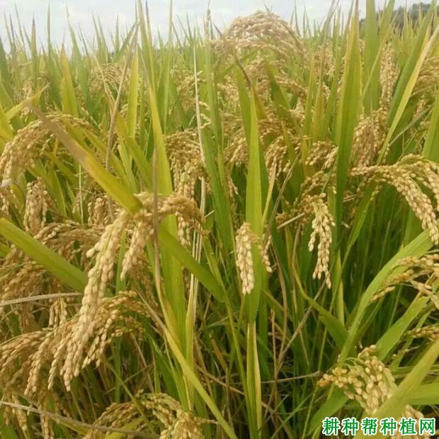 辽优1518水稻品种好不好? 辽优1518水稻品种好不好?