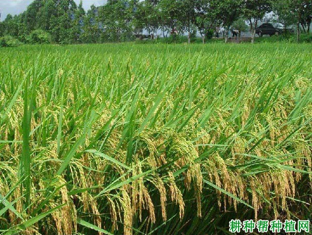 辽优14水稻品种好不好? 辽优14水稻品种好不好?