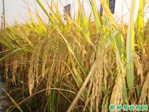 欣荣优2660水稻品种好不好? 欣荣优2660水稻品种好不好?