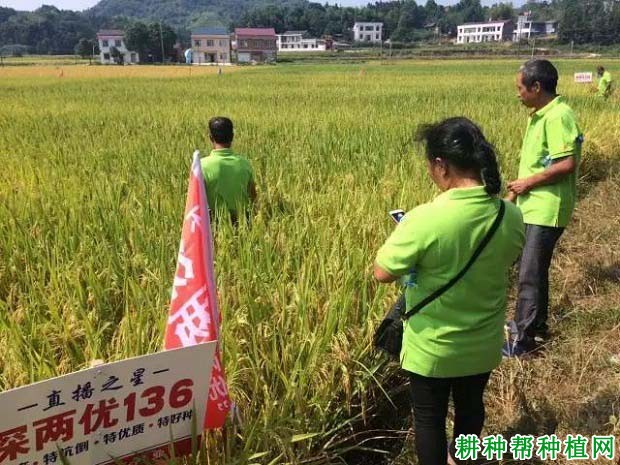 深两优136水稻品种好不好? 深两优136水稻品种好不好?
