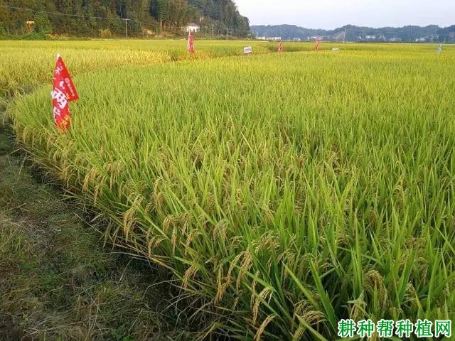 深两优136水稻品种好不好? 深两优136水稻品种好不好?