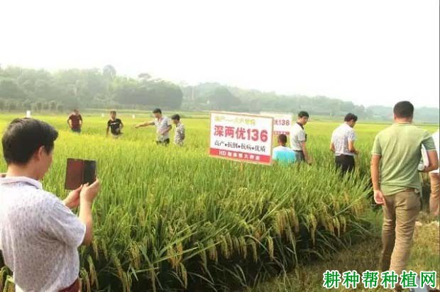 深两优136水稻品种好不好? 深两优136水稻品种好不好?