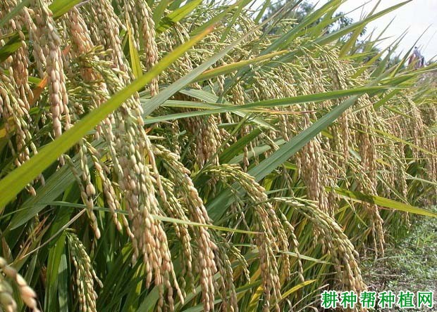 淮稻13号水稻品种好不好? 淮稻13号水稻品种好不好?