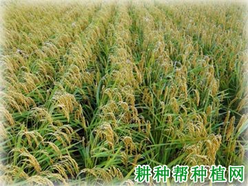 辽优2015水稻品种好不好? 辽优2015水稻品种好不好?