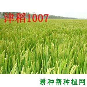 津稻1007水稻品种好不好? 津稻1007水稻品种好不好?