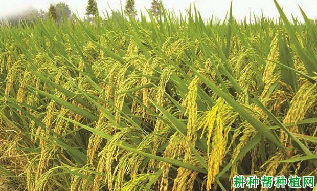 准两优1102水稻品种好不好? 准两优1102水稻品种好不好?