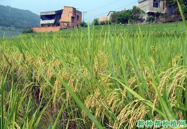 中浙优1号水稻品种好不好? 中浙优1号水稻品种好不好?