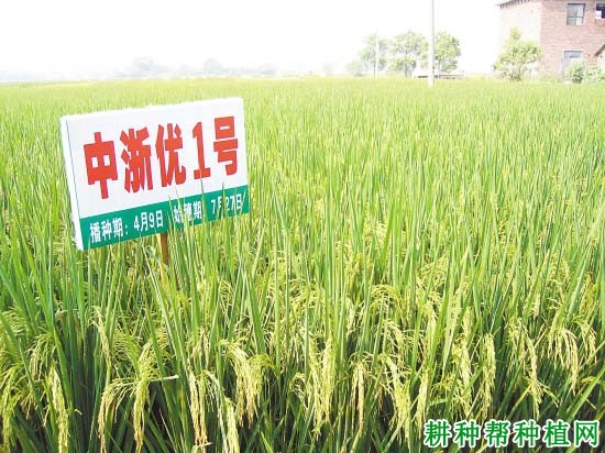 中浙优1号水稻品种好不好? 中浙优1号水稻品种好不好?