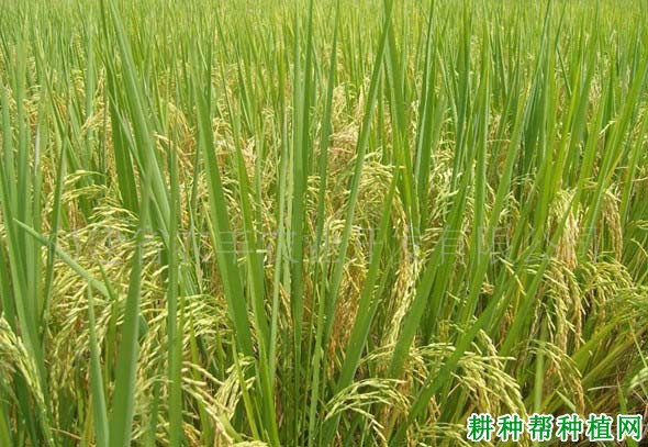 中浙优1号水稻品种好不好? 中浙优1号水稻品种好不好?