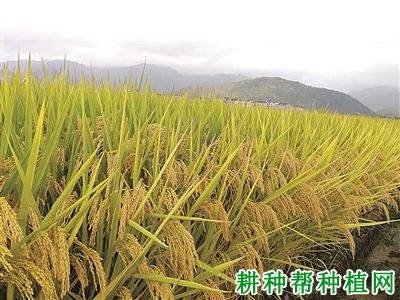 甬优6号水稻品种好不好? 甬优6号水稻品种好不好?