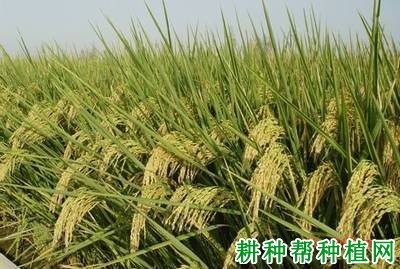 甬优6号水稻品种好不好? 甬优6号水稻品种好不好?