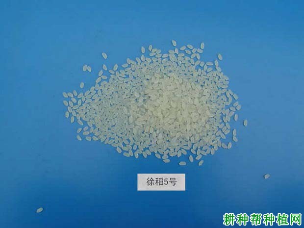 徐稻5号水稻品种好不好? 徐稻5号水稻品种好不好?