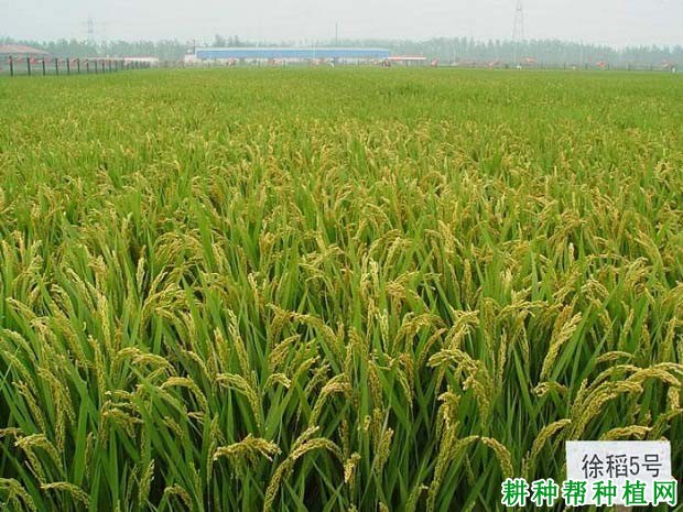 徐稻5号水稻品种好不好? 徐稻5号水稻品种好不好?