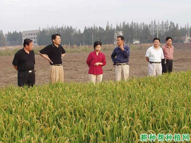 徐稻5号水稻品种好不好? 徐稻5号水稻品种好不好?