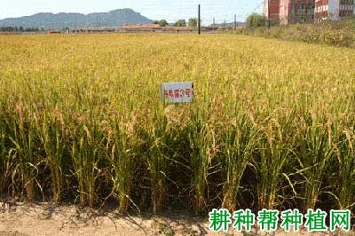 丹旱糯3号水稻品种好不好? 丹旱糯3号水稻品种好不好?