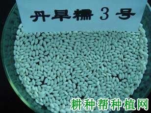 丹旱糯3号水稻品种好不好? 丹旱糯3号水稻品种好不好?